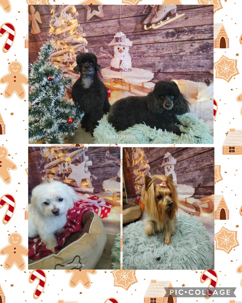 Collage 2024 12 01 15 25 44