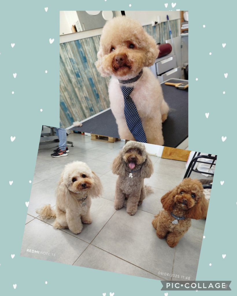 Collage 2025 04 09 21 49 34